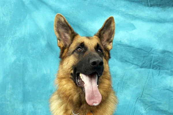 Alemán Shepard perro contra fondo azul con la boca abierta panti — Foto de Stock