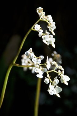 Yeşil saplı küçük beyaz çiçekler koyu arkaplan