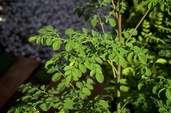 Superfood moringa növény levelek felülről — Stock Fotó