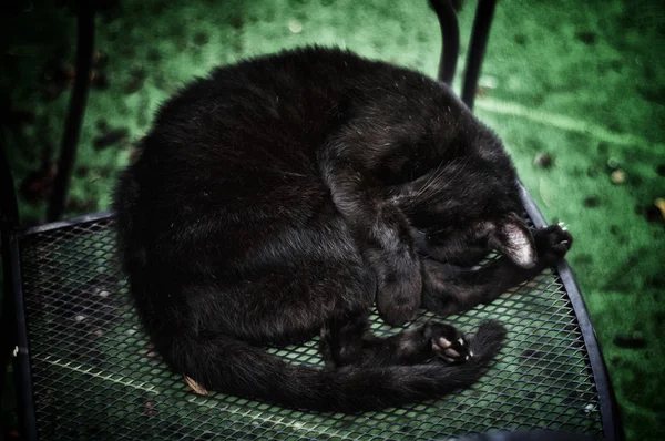 Preto gato enrolado até dormir — Fotografia de Stock