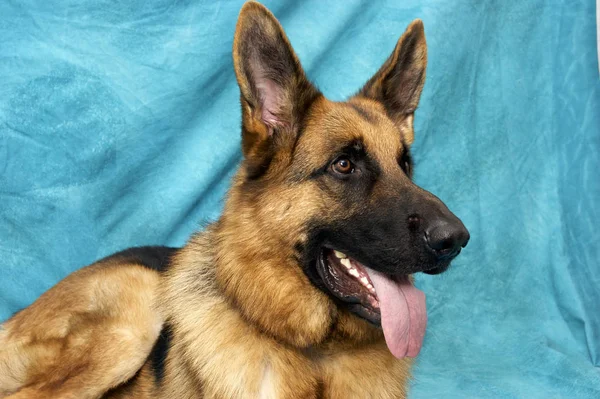 Perro pastor alemán contra fondo azul yaciendo jadeando — Foto de Stock