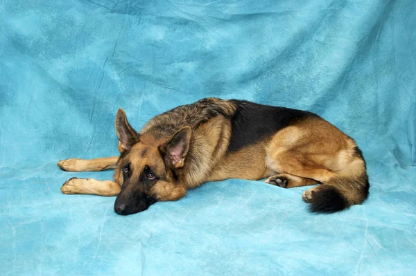 Perro pastor alemán contra fondo azul acostado mirando u —  Fotos de Stock