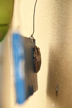 İşaretin arkasına saklanan küçük kurbağa