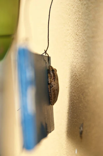 Μικρό βάτραχο κρύβεται πίσω από την πινακίδα — Φωτογραφία Αρχείου