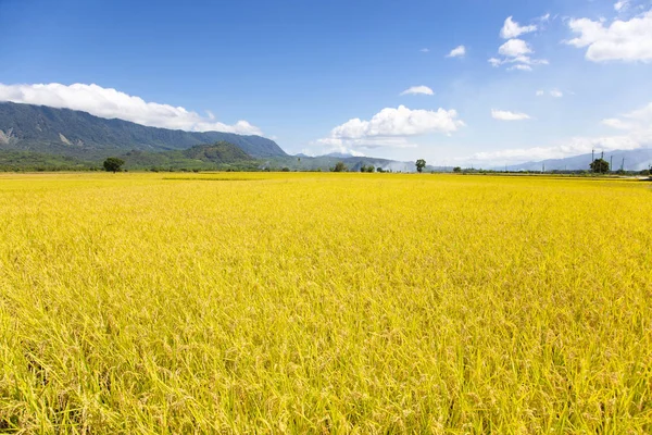 Tatlı Güzel Sarı Pirinç Alan Tayvan — Stok fotoğraf