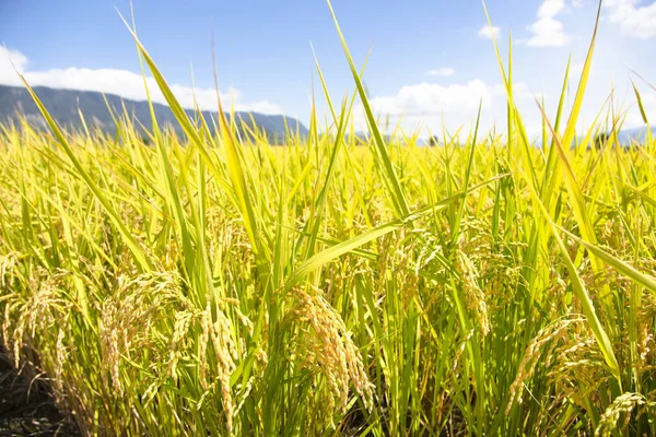 Primer Plano Hermoso Campo Arroz Amarillo — Foto de Stock