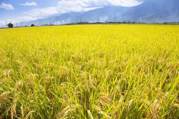 closeup beautiful yellow rice field