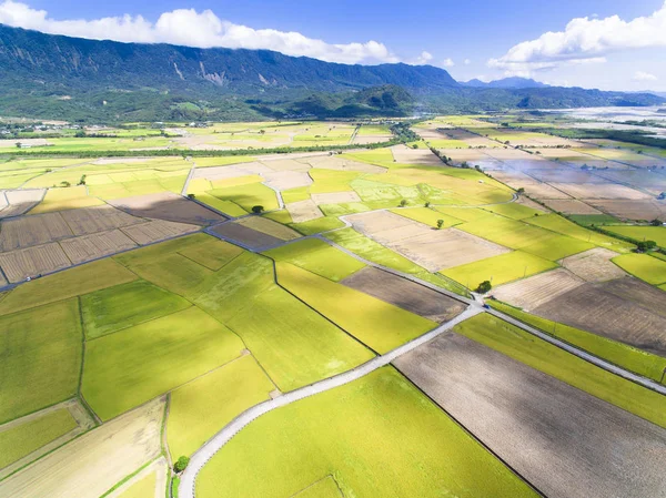 Vista Aérea Campo Arroz Taiwan — Fotografia de Stock