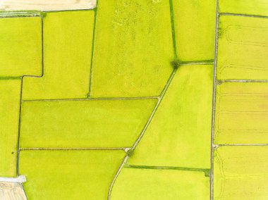 Pirinç tarlalarının havadan görünüşü