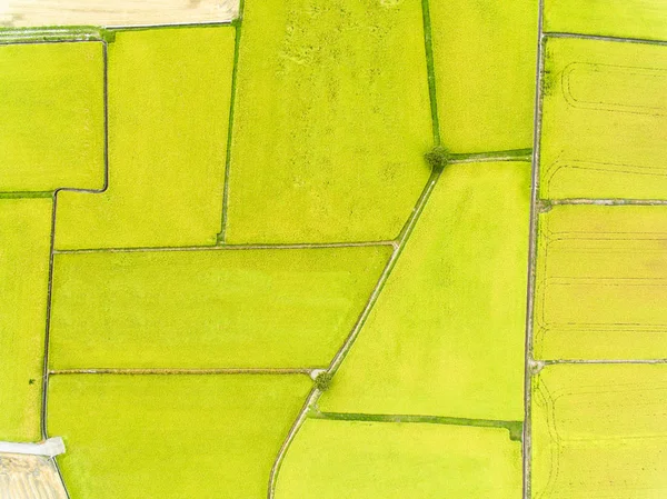 Pirinç tarlalarının havadan görünüşü