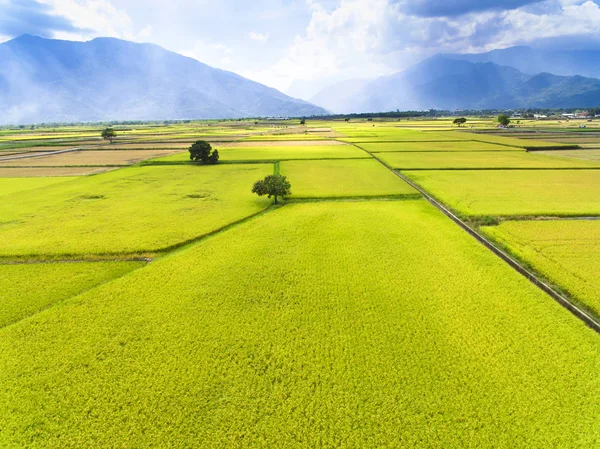 Vista Aérea Del Campo Arroz Taiwan —  Fotos de Stock