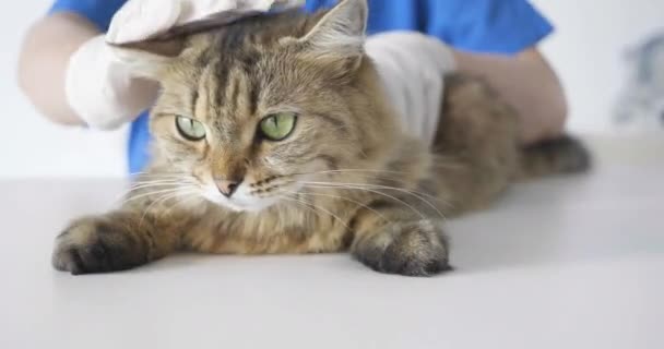 Tierarzt Überprüft Gesundheit Von Katze Tierklinik — Stockvideo