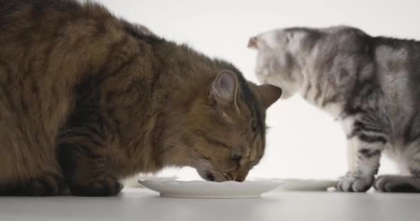 Close Dois Gato Comendo Alimentos — Vídeo de Stock