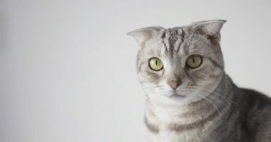 Gri kedi yüzüne yakın çekim