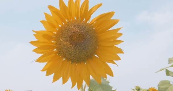 Closeup Zonnebloemen Het Veld — Stockvideo