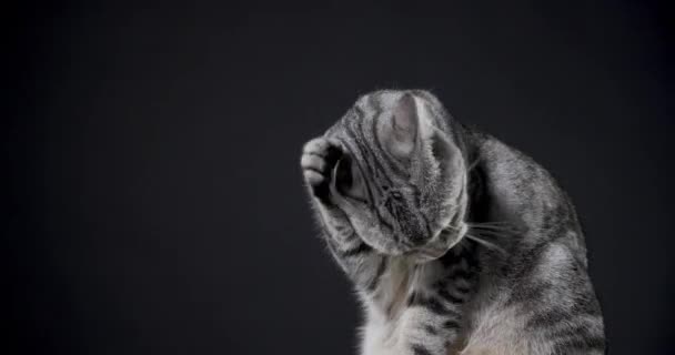 Closeup Cat Licking Black Background — Stock Video