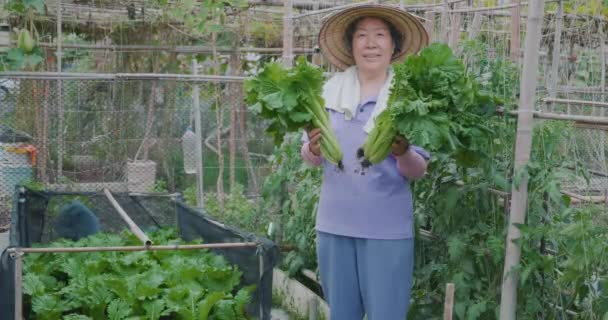 Female Senior Farmer Vegetables — Stock Video