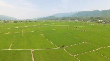 Pirinç tarlalarının havadan görünüşü. Chishang. Tayvan