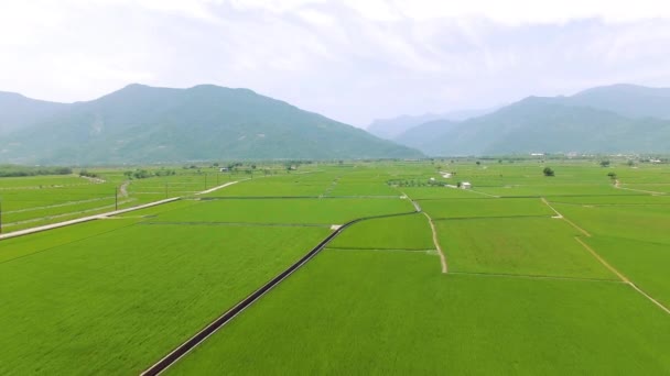 Widok Lotu Ptaka Pola Ryżowe Chishang Tajwan — Wideo stockowe