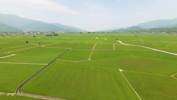 Aerial View Rice Fields Chishang Taiwan — Stock Video