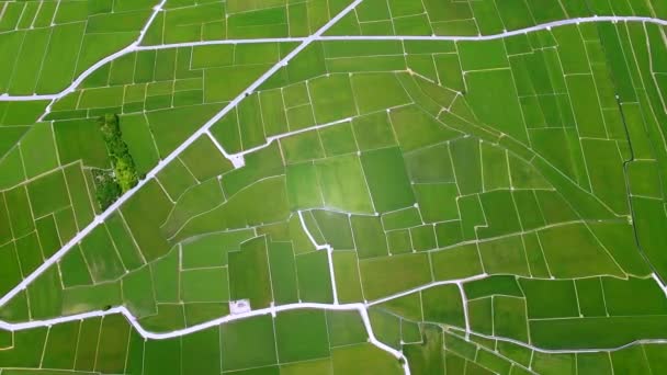 Aerial View Rice Fields Chishang Taiwan — Stock Video