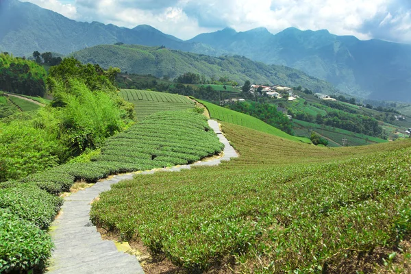 Tea ültetvény völgyre. Tajvan. — Stock Fotó