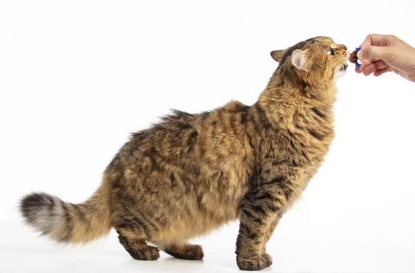 Vue latérale magnifique chat sibérien manger — Photo