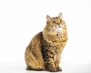  beautiful Siberian cat  looking up isolated on white clipart