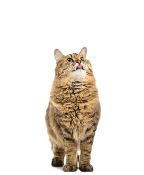 饥饿美丽的西伯利亚猫抬头看 — 图库照片