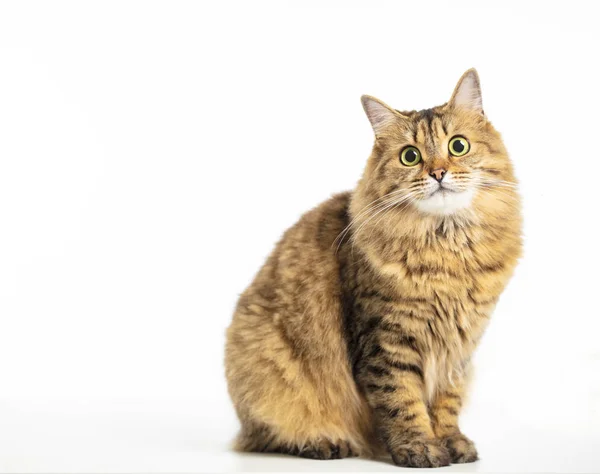 Schöne sibirische Katze isoliert auf weiß — Stockfoto