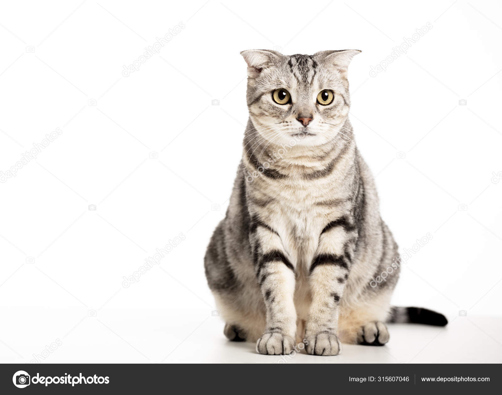 Chat Americain A Poil Court Images Libres De Droit Photos De Chat Americain A Poil Court Depositphotos