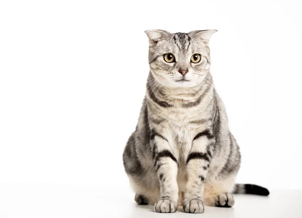 Piękny amerykański krótkowzroczny kot odizolowany — Zdjęcie stockowe
