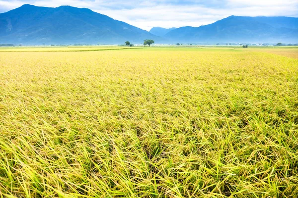 Hermosos campos de arroz en Taitung. Taiwán —  Fotos de Stock