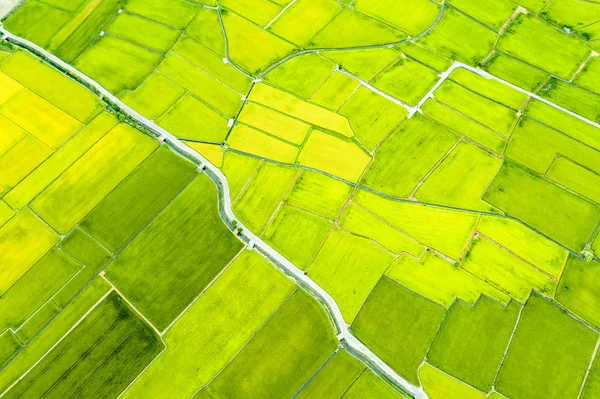 Taitung 'daki Güzel Pirinç Tarlaları' nın havadan görünüşü. Tayvan. — Stok fotoğraf
