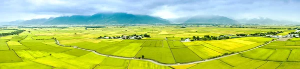 Vista aérea dos belos campos de arroz em taitung. Taiwan . — Fotografia de Stock