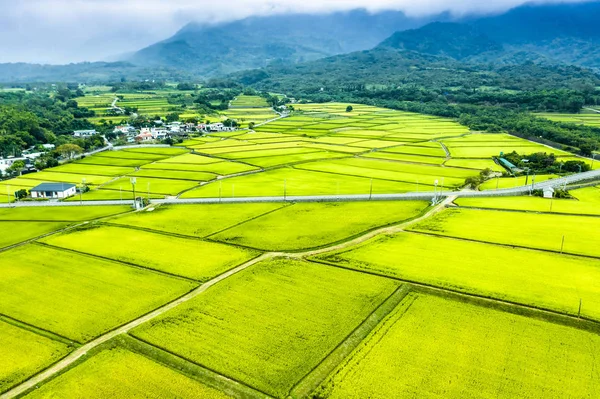 Vista aérea dos belos campos de arroz em taitung. Taiwan . — Fotografia de Stock