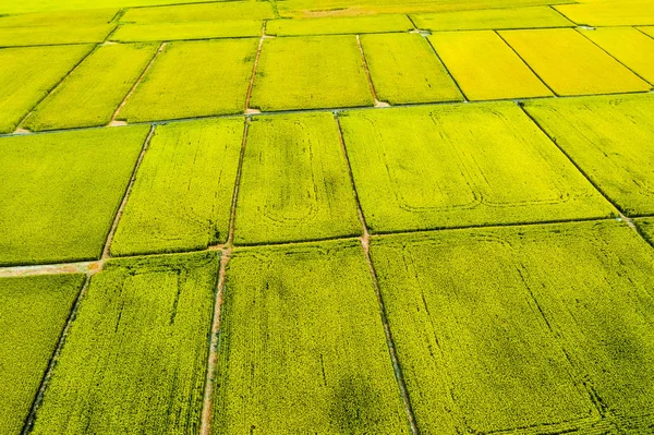 Taitung 'daki Güzel Pirinç Tarlaları' nın havadan görünüşü. Tayvan. — Stok fotoğraf