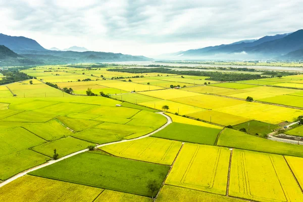 Vista aérea dos belos campos de arroz em taitung. Taiwan . — Fotografia de Stock