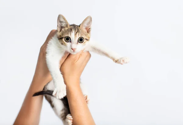 Beyaz Arka Planda Kedi Yavrusu Tutan Eller — Stok fotoğraf