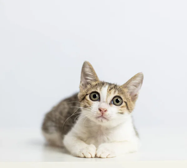 Closeup Kitten Looking White Background — Stock Photo, Image