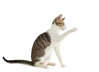 İzole edilmiş arka planda küçük bir kedi