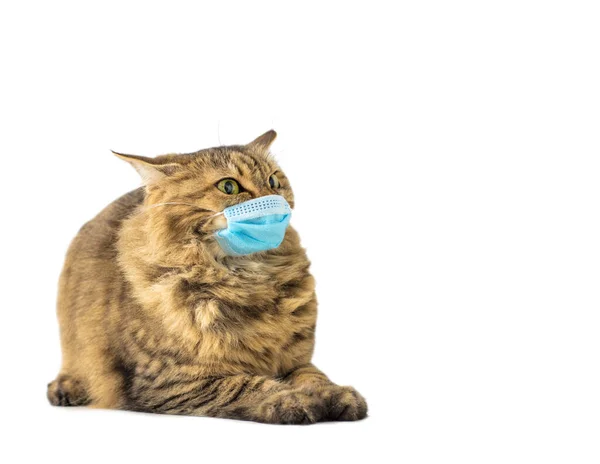 Chat Dans Masque Médical Masque Protecteur Pour Animaux Covid Coronovirus — Photo