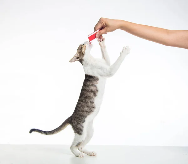 Kedi Ayakta Duruyor Elleriyle Yemek Yiyor — Stok fotoğraf