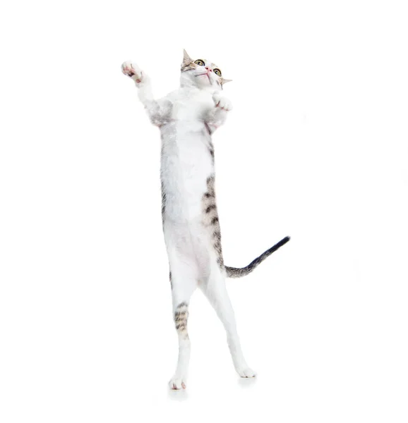 Funny Cat Standing Dancing — Stock Photo, Image