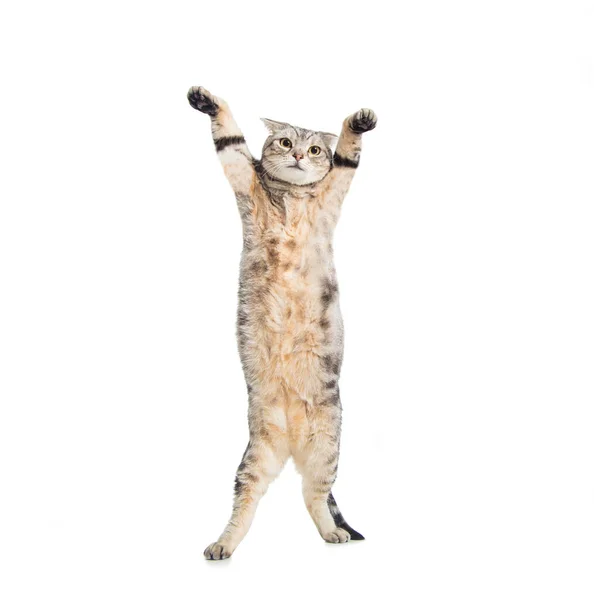 Funny American Short Hair Cat Standing Dancing — Stock Photo, Image