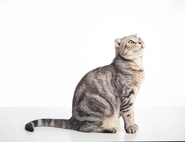 Detailní Americké Krátké Vlasy Kočka — Stock fotografie