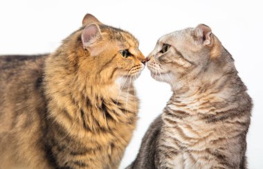 İki kedi burun buruna gelir.