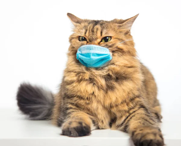 Stressed Cat Medical Mask Protective Face Mask Animals — Stock Photo, Image
