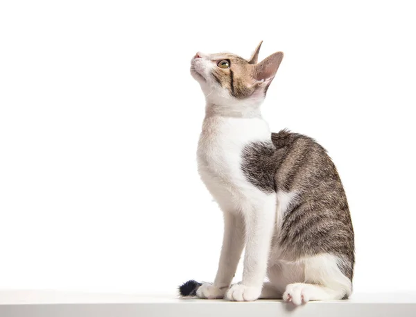 Side View Young Cat Looking — Stock Photo, Image