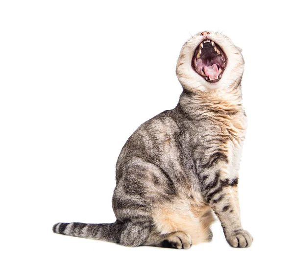 グレーの猫が目を上げてあくびをする — ストック写真